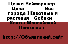 Щенки Веймаранер › Цена ­ 40 000 - Все города Животные и растения » Собаки   . Ханты-Мансийский,Лангепас г.